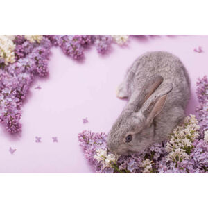 Umělecká fotografie bunny with lilac flowers on pink background, Maya23K, (40 x 26.7 cm)