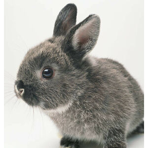 Umělecká fotografie Gray rabbit, close-up, GK Hart/Vikki Hart, (40 x 40 cm)