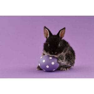 Umělecká fotografie Easter bunny rabbit with egg on purple background, kobeza, (40 x 26.7 cm)