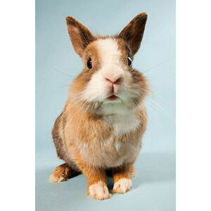 Umělecká fotografie One rabbit, studio shot, Image Source, (26.7 x 40 cm)