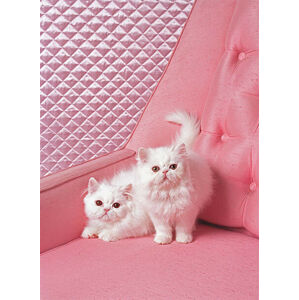 Umělecká fotografie White Persian cats on pink sofa, John Eder, (30 x 40 cm)