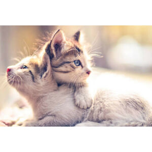 Umělecká fotografie Two kittens., Ayan Basu Ray, (40 x 26.7 cm)