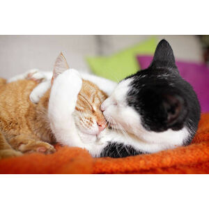 Umělecká fotografie cuddly cat couple kissing, Marcel ter Bekke, (40 x 26.7 cm)