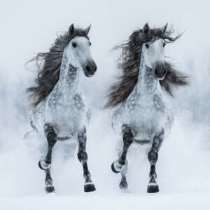 Umělecká fotografie Two gray long-maned Andalusian horses run gallop, Kseniya Rimskaya, (40 x 40 cm)