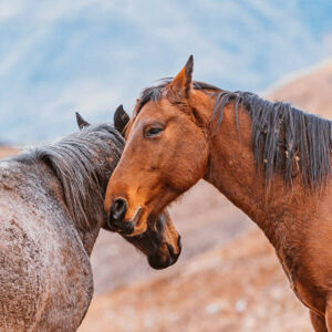 Umělecká fotografie Heads of two horses, close to each other, oxygen, (40 x 40 cm)