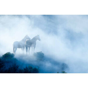 Umělecká fotografie Horses, GaryAlvis, (40 x 26.7 cm)