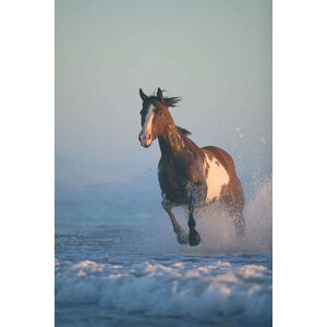 Umělecká fotografie Horse  running through surf, evening, John Giustina, (26.7 x 40 cm)