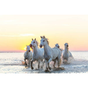 Umělecká fotografie Camargue white horses running in water at sunset, Peter Adams, (40 x 26.7 cm)