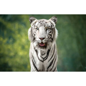 Umělecká fotografie Close-up portrait of white tiger against trees, Sunil  / 500px, (40 x 26.7 cm)