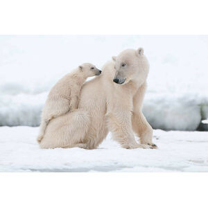 Umělecká fotografie Polar bear, Flinster007, (40 x 26.7 cm)