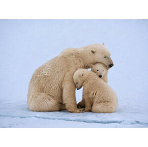 Umělecká fotografie Polar bear with twin cubs (Ursus maritimus), Johnny Johnson, (40 x 30 cm)