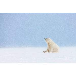 Umělecká fotografie Polar bear cub in falling snow., Patrick J. Endres, (40 x 26.7 cm)