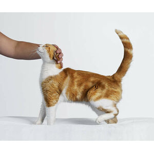 Umělecká fotografie Hand Stroking Cat, Gandee Vasan, (40 x 35 cm)