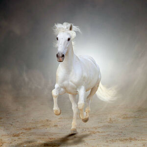 Umělecká fotografie White horse galloping, Christiana Stawski, (40 x 40 cm)