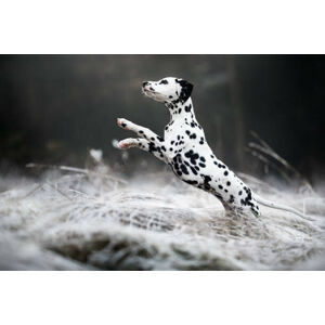 Umělecká fotografie Close-up of dalmatian dog running on field,Poland, IzaLysonArts / 500px, (40 x 26.7 cm)