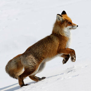 Umělecká fotografie Running Fox., DmitryND, (40 x 40 cm)