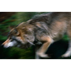 Umělecká fotografie Adult European Gray Wolf Running, Staffan Widstrand, (40 x 26.7 cm)