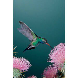 Umělecká fotografie Broad-Billed Hummingbird Feeding from Thistle, David A. Northcott, (26.7 x 40 cm)