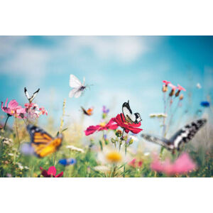 Umělecká fotografie Butterfly Meadow, borchee, (40 x 26.7 cm)