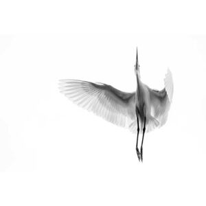 Umělecká fotografie A Egret in mid flight from below in Vietnam., Enrico Ghiberto, (40 x 26.7 cm)