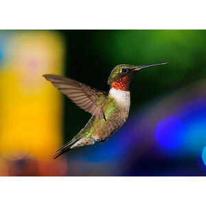 Umělecká fotografie Ruby Throated Hummingbird, H .H. Fox Photography, (40 x 30 cm)