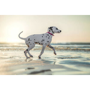 Umělecká fotografie Dalmatian Dog Puppy on the Beach Running Sunset, Alexandra Robins, (40 x 26.7 cm)