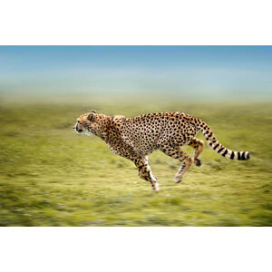 Umělecká fotografie running cheetah, Freder, (40 x 26.7 cm)