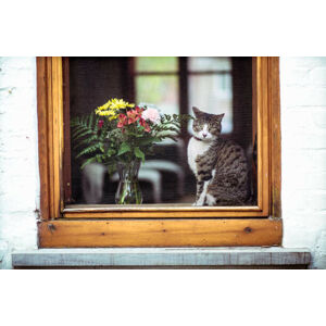 Umělecká fotografie Tabby cat and bouquet flowers through a window, Linda Raymond, (40 x 26.7 cm)