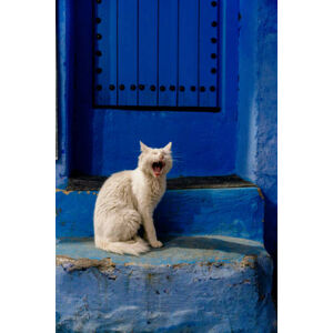 Umělecká fotografie Stray Cat Yawning in Chefchaouen, Morocco, Francesco Riccardo Iacomino, (26.7 x 40 cm)