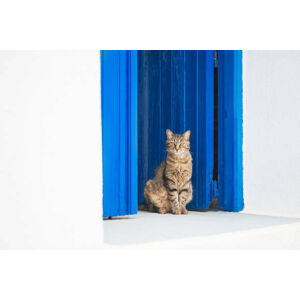 Umělecká fotografie Cat sitting on the doorstep., Olga_Gavrilova, (40 x 26.7 cm)