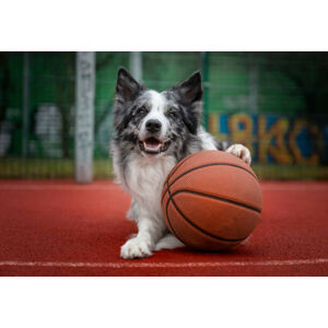 Umělecká fotografie Dog with a basketball, Anita Kot, (40 x 26.7 cm)