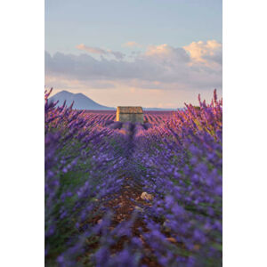 Ilustrace Small cabin in a lavender field during sunrise., 1111IESPDJ, (26.7 x 40 cm)