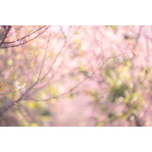 Ilustrace Pink sakura flowers, dreamy romantic spring, Issarawat Tattong, (40 x 26.7 cm)