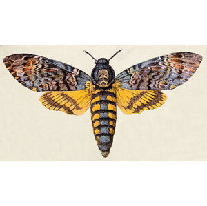 Umělecká fotografie Death's-head Hawk moth , insect animals, ilbusca, (40 x 22.5 cm)