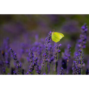 Umělecká fotografie Close-up of butterfly pollinating on purple, tuncbilekadnan / 500px, (40 x 26.7 cm)