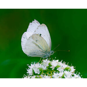 Umělecká fotografie Close-up of butterfly pollinating on flower, Thanasis Tzanakakis / 500px, (40 x 30 cm)