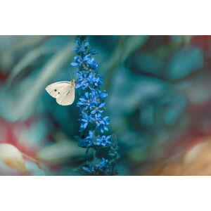Umělecká fotografie Close-up of butterfly on purple flower, Marta Grabska / 500px, (40 x 26.7 cm)