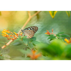 Umělecká fotografie Butterfly-Stock image, Sepidehmaleki, (40 x 26.7 cm)