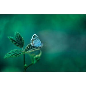 Umělecká fotografie Common Blue Butterfly on Green Nature, oxygen, (40 x 26.7 cm)