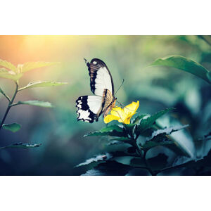 Umělecká fotografie Butterfly On Yellow Flower, borchee, (40 x 26.7 cm)