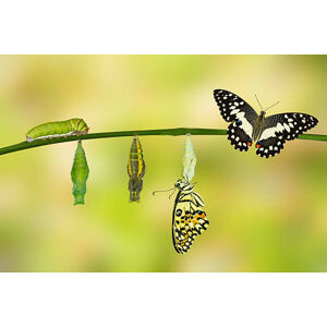 Umělecká fotografie Transformation of Lime Butterfly, Mathisa_s, (40 x 26.7 cm)