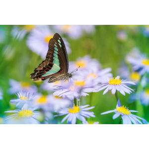 Umělecká fotografie Close-up of butterfly pollinating on flower,South, lzh  / 500px, (40 x 26.7 cm)