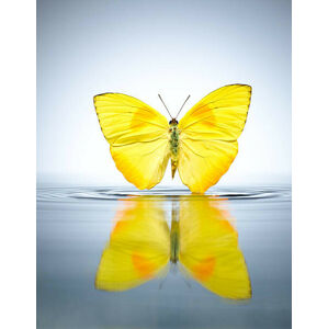 Umělecká fotografie Buttercup Butterfly in a pool of water, Chris Stein, (30 x 40 cm)