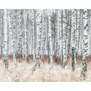 Umělecká fotografie Birch forest at winter, Johner Images, (40 x 30 cm)