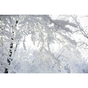 Umělecká fotografie Trees in the snow,, Scharfsinn86, (40 x 26.7 cm)