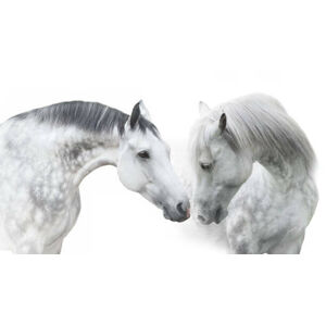 Umělecká fotografie Couple  horse portrait on white, Nemyrivskyi  Viacheslav, (40 x 22.5 cm)