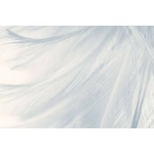 Umělecká fotografie Beautiful white gray colors tone feather, nadtytok, (40 x 26.7 cm)