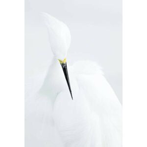 Umělecká fotografie Abstract shot of Snowy Egret (Egretta thula)., Rostislav Kralik, (26.7 x 40 cm)