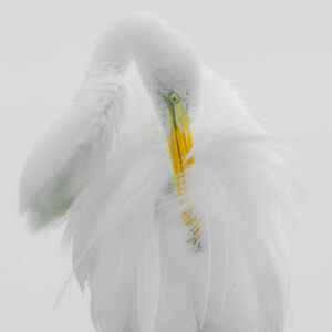 Umělecká fotografie Great White Heron High Key Preening, fotoguy22, (40 x 40 cm)