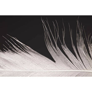 Umělecká fotografie Bird Feather Close Up, by Simon Gakhar, (40 x 26.7 cm)